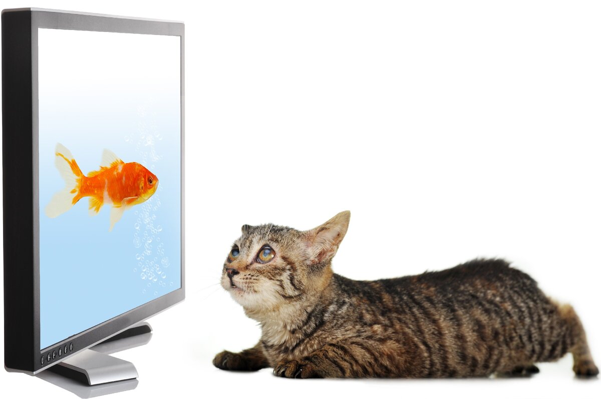 Фото shutterstock