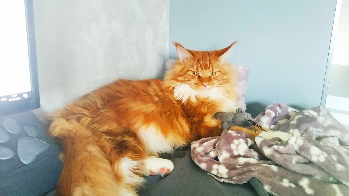 Мейн кун Стёпа.