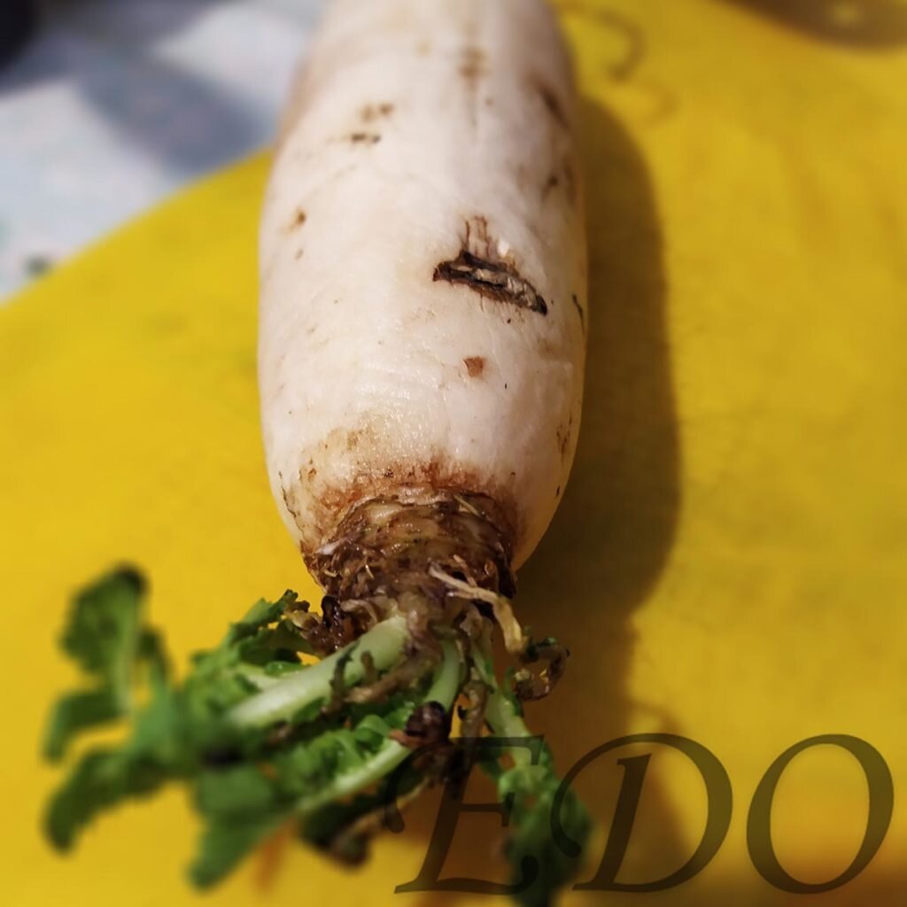 А также есть названия как «японская редька» или «китайская редька».