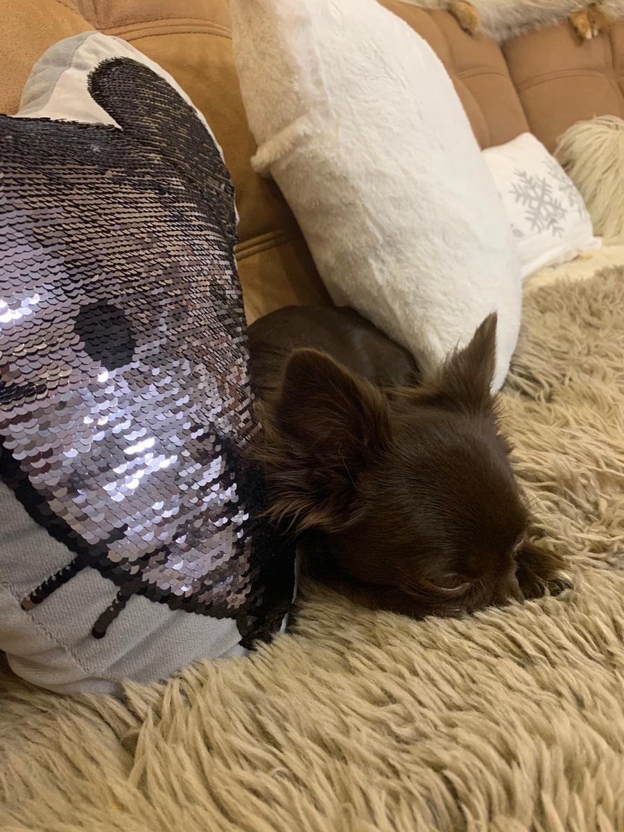 нос в шкурку - грядут морозы