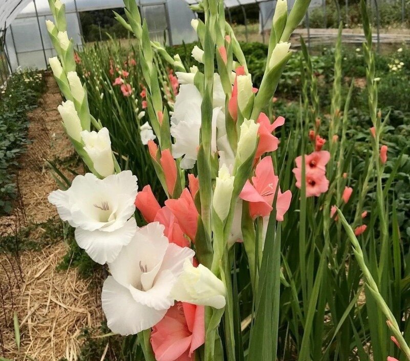 Прекрасный дуэт. (Фото используется по стандартной лицензии ©hozvopros.com)