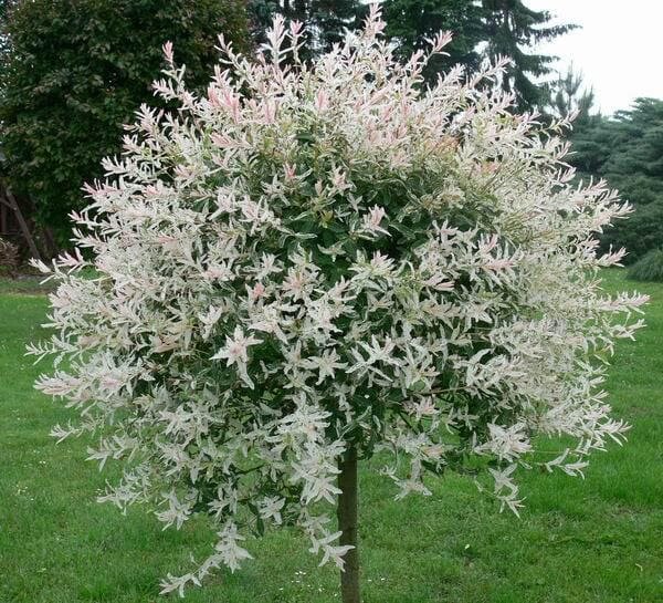 Фото из Интернета