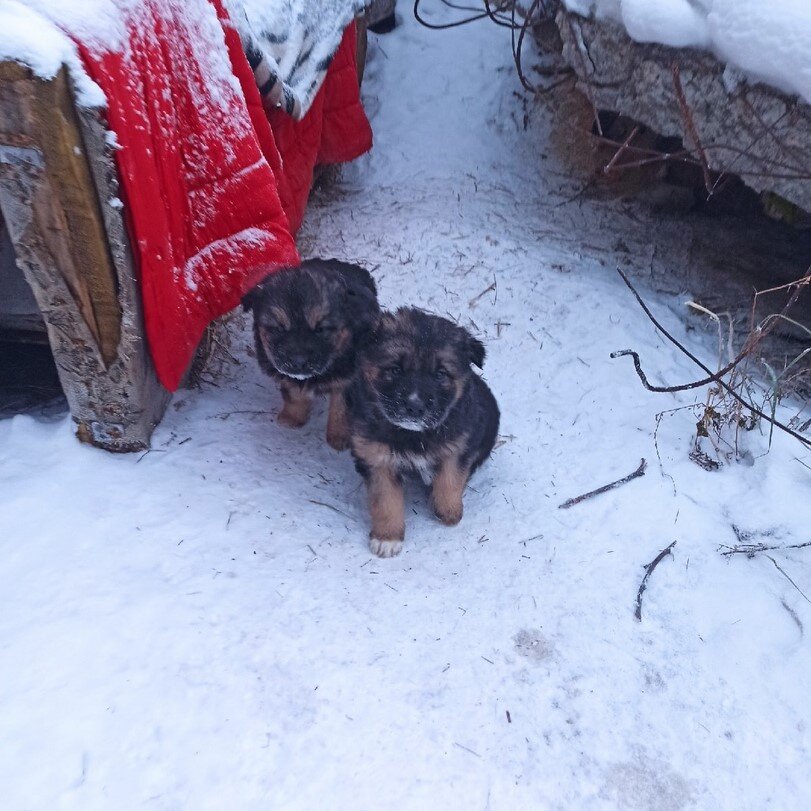 Мальчуганы