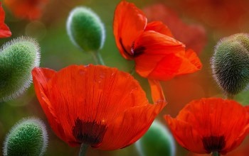 Картинка из интернета