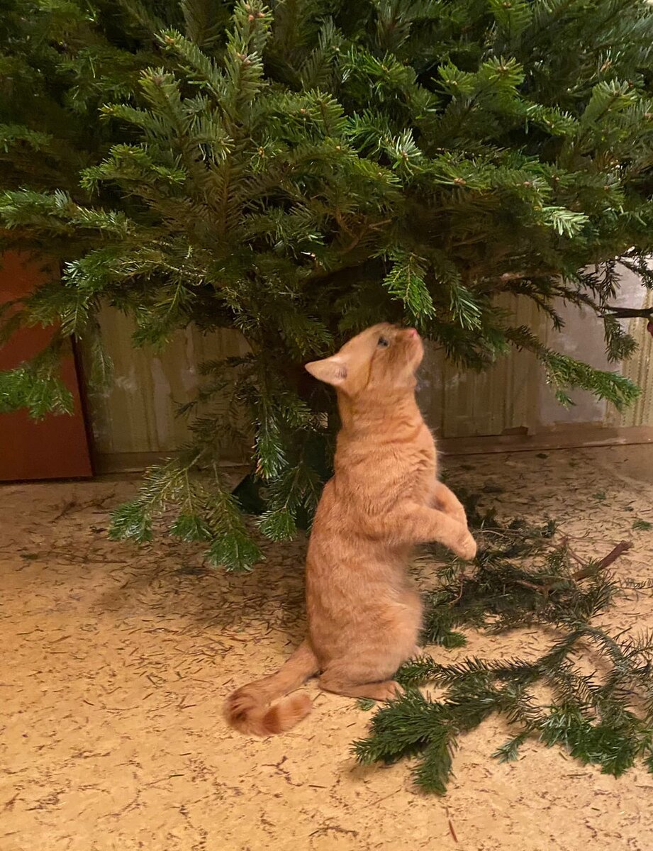 Котик и фото автора