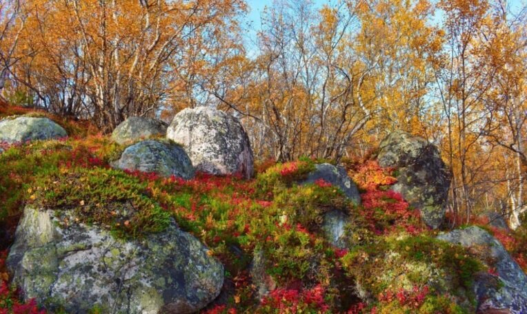 Фото из интернета.