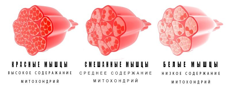                                                                       Типы мышечных волокон