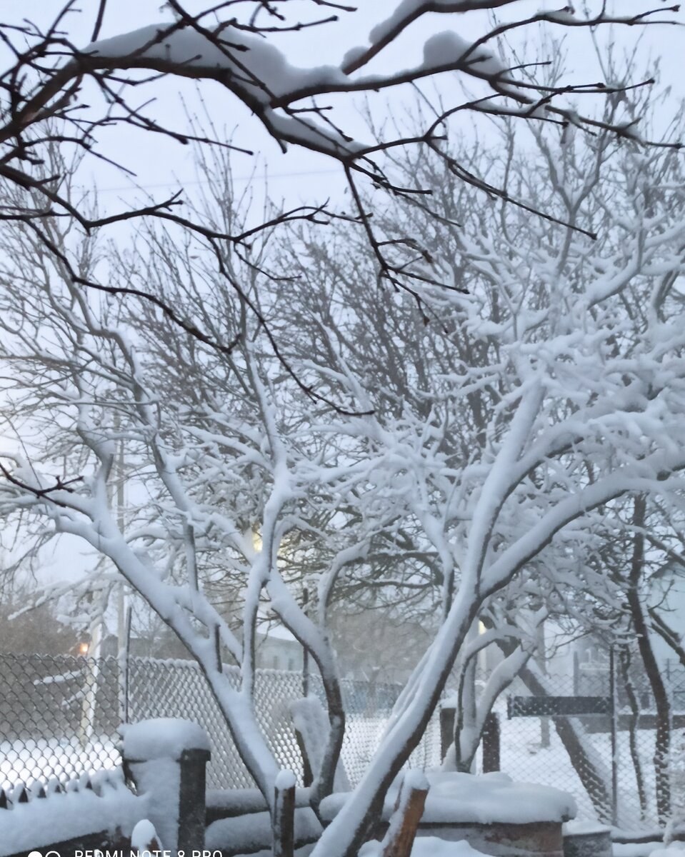 Такой пушистый снежок ждал нас у моих родителей