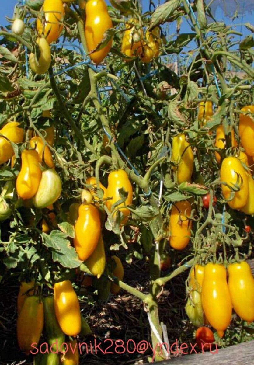 Сорт Банановые ноги.