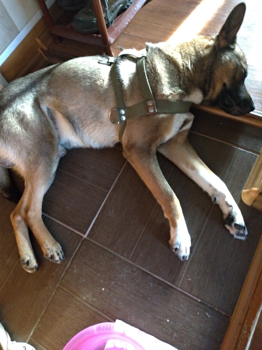 Стёпа разваливается в пороге и лежит так тихонечко...