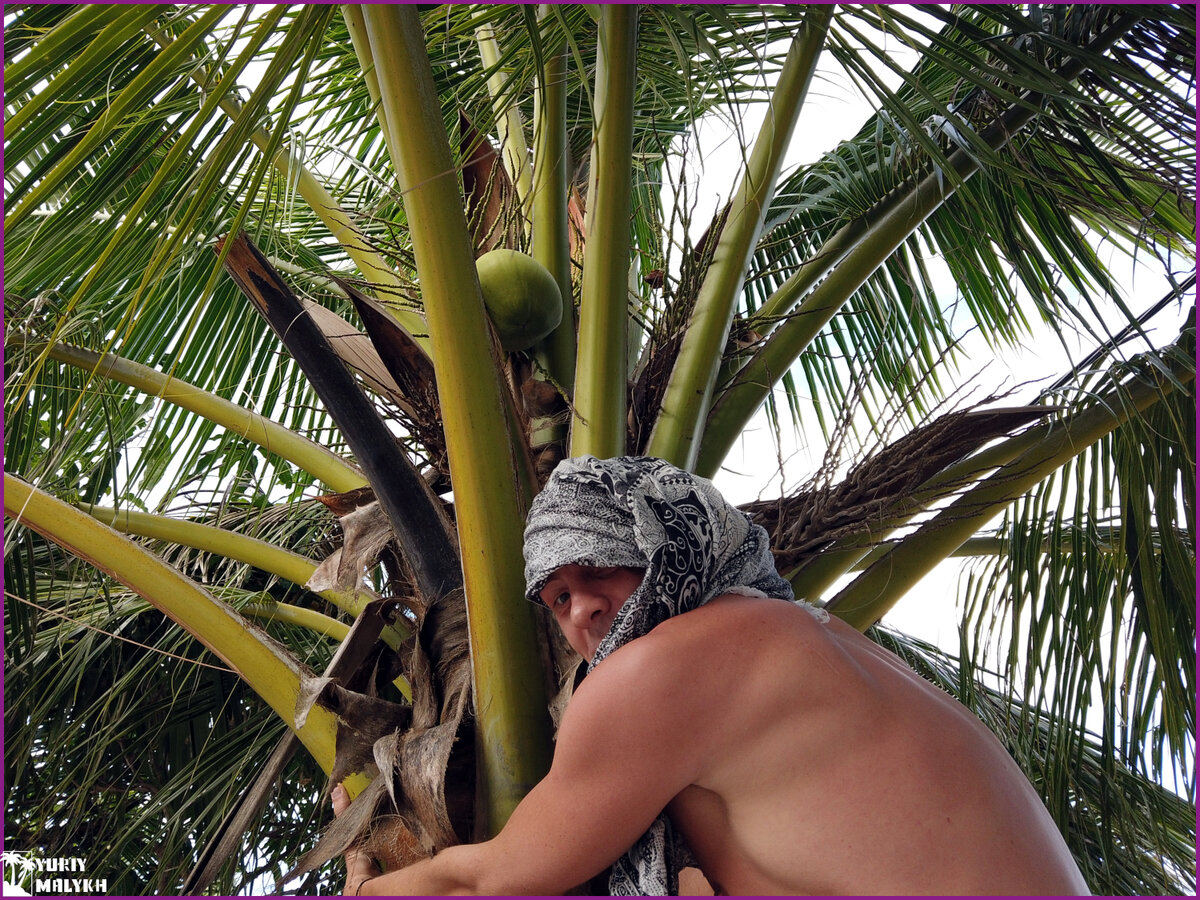 Полез за кокосами в маскировке (фото автора)