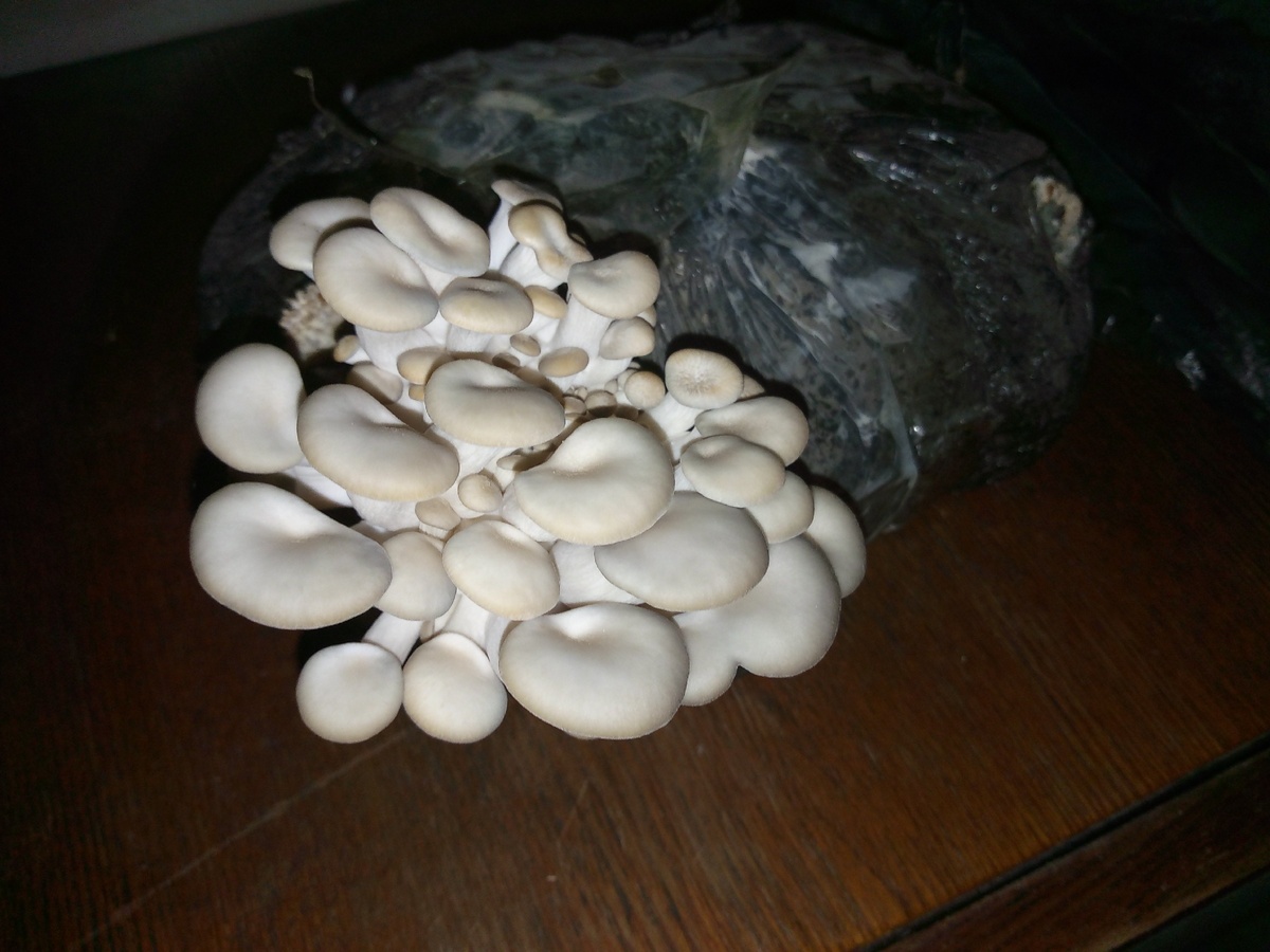 Вторые сутки