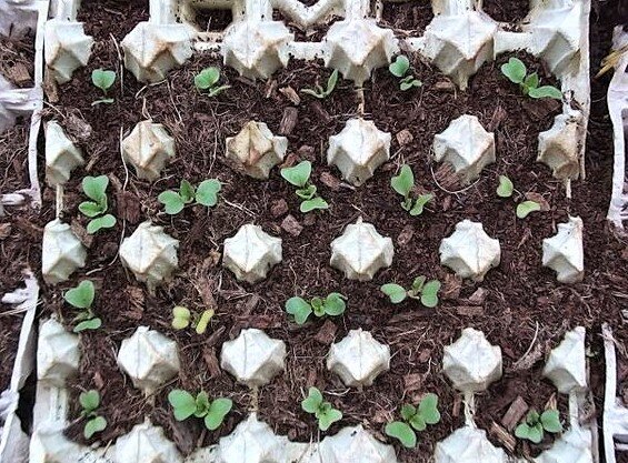 Выращиваем рассаду в лотках из-под яиц – полезные советы дачникам