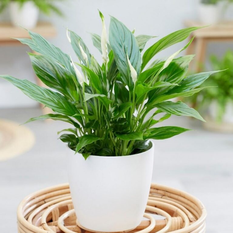 Топ 10 минималистических комнатных растений, которые впишутся в любой интерьер