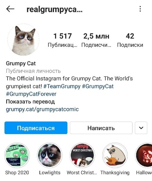 Как выглядят самые популярные котики Instagram