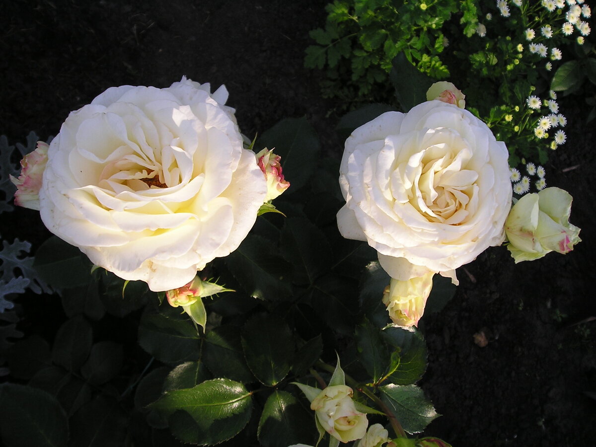 Schneewalzer - моя любовь с первого взгляда