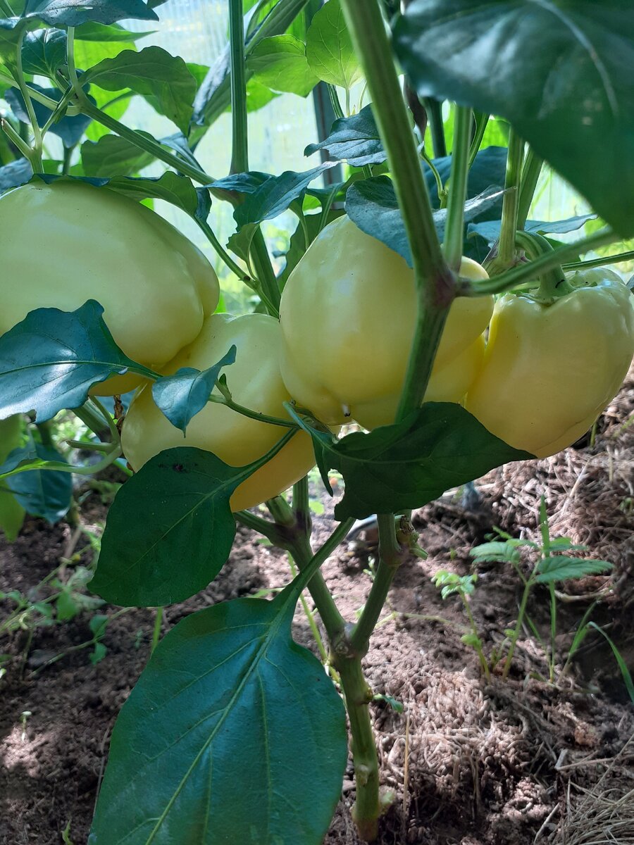 Перец "Винни-Пух" с апионом.