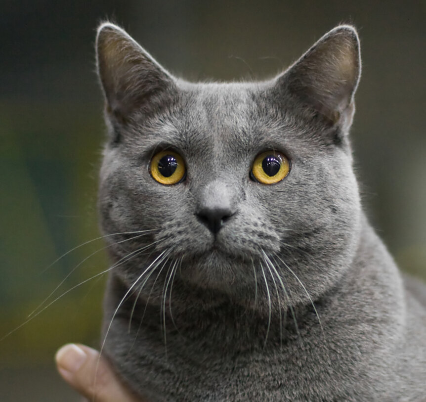 порода кошек с желтыми глазами