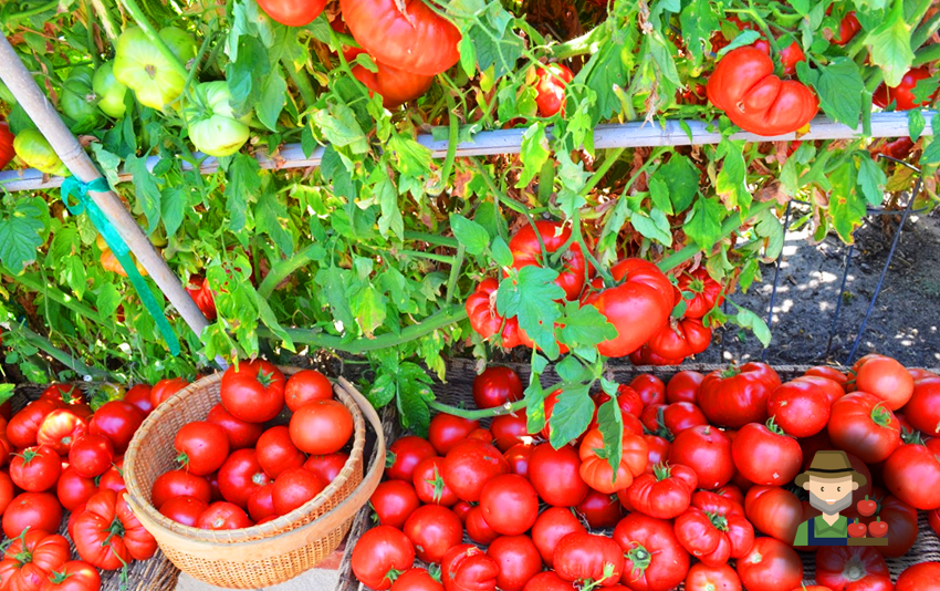Урожайность томата столыпин. Агроном томаты. Плохой урожай помидор. Урожай помидоров или помидор. Томат тундра.