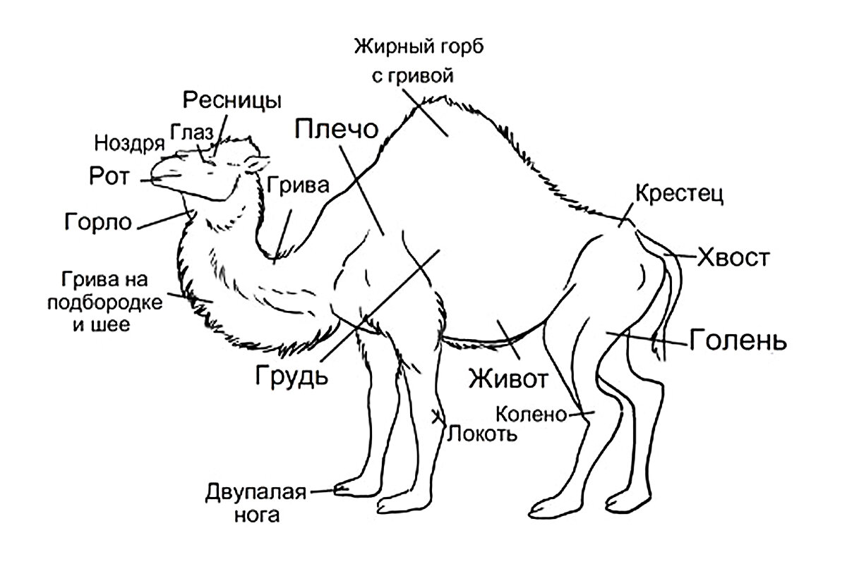 Двугорбый верблюд — Википедия