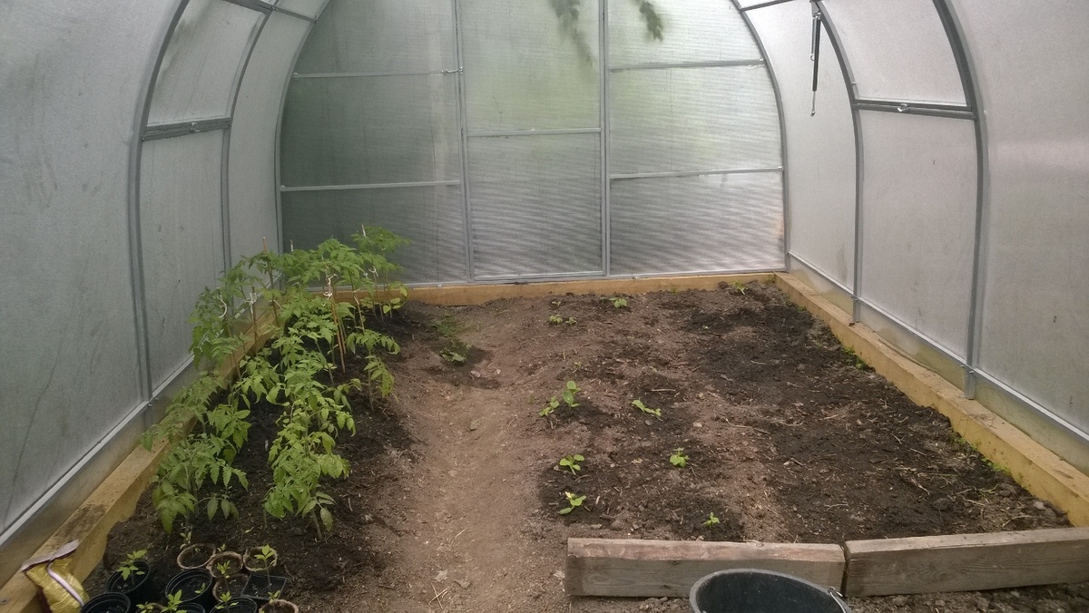 Рассада посажена частично