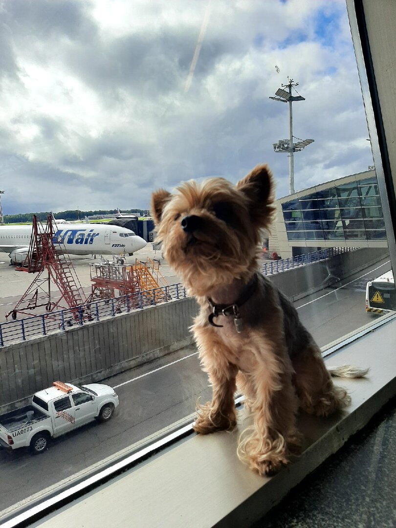 ✈️Путешествие с собакой на самолете