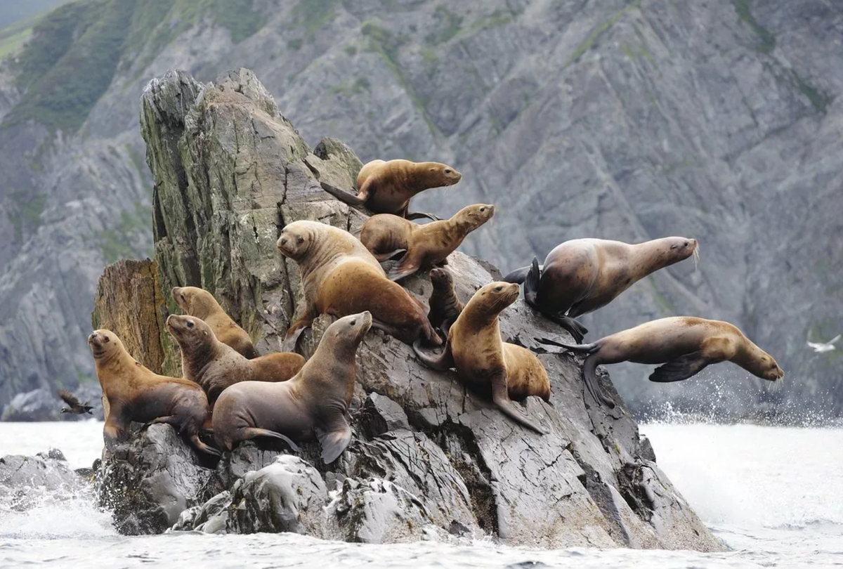 Сивучи на Камчатке. Источник: https://turcluster67.ru/sivuchi-na_82.php