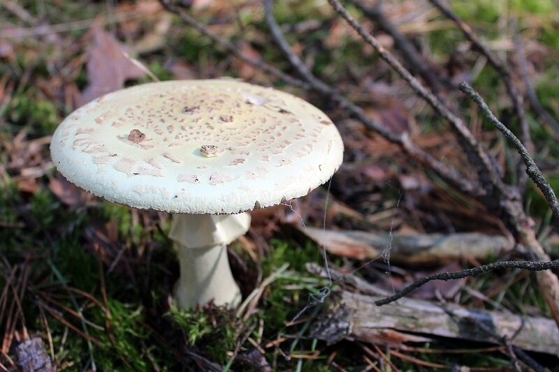 Бледная поганка, самый ядовитый в мире гриб