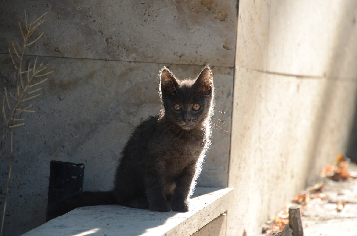 Ещё один котик . Фото из личного архива автора