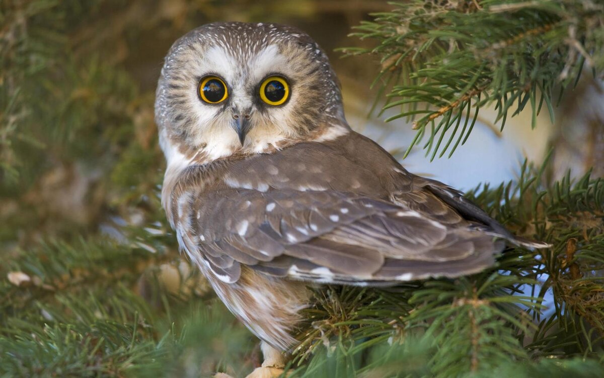 Глаза совы смотрят прямо на объект, птица не может вращать глазами, при необходимости она поворачивает всю голову. 