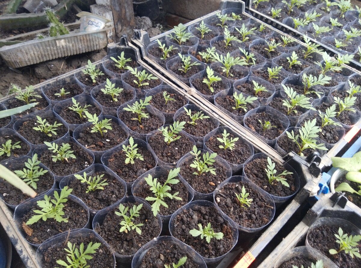 Так выглядят мои распикированные бархатцы