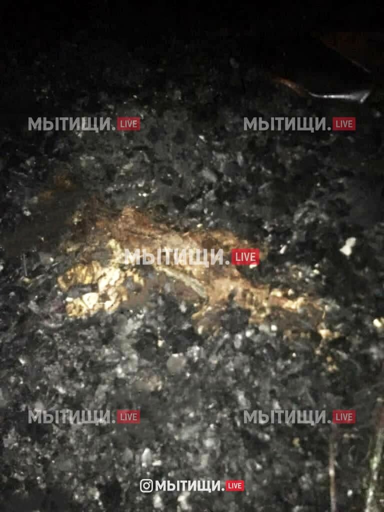 Кадры с места обнаружения останков мытищинского стрелка. 