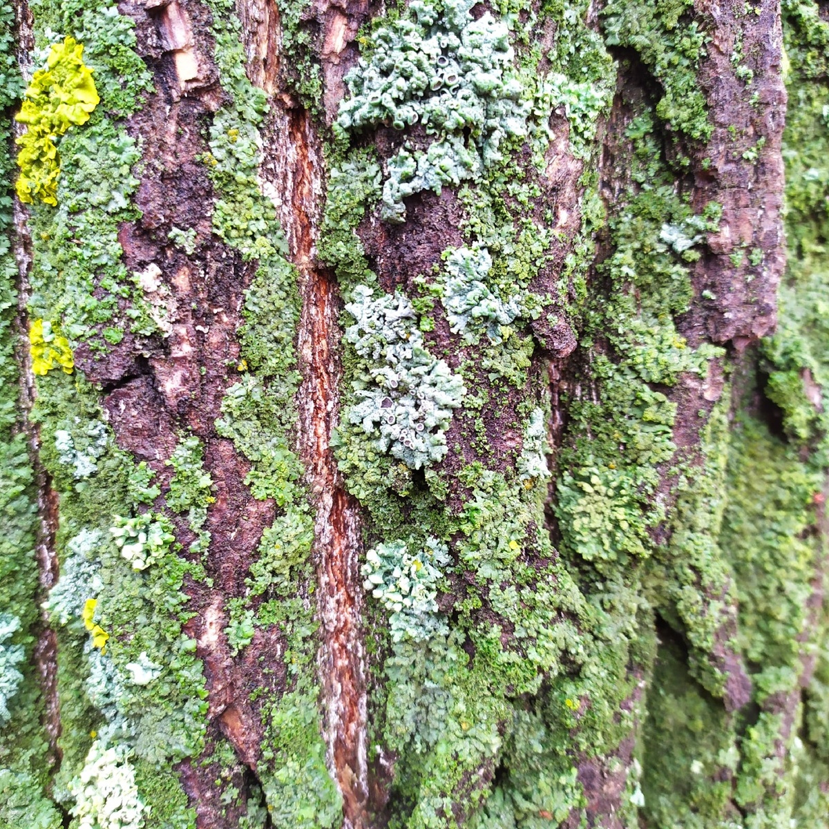 Фото Мальневой Александры лишайники стеная золотянка и пармелия