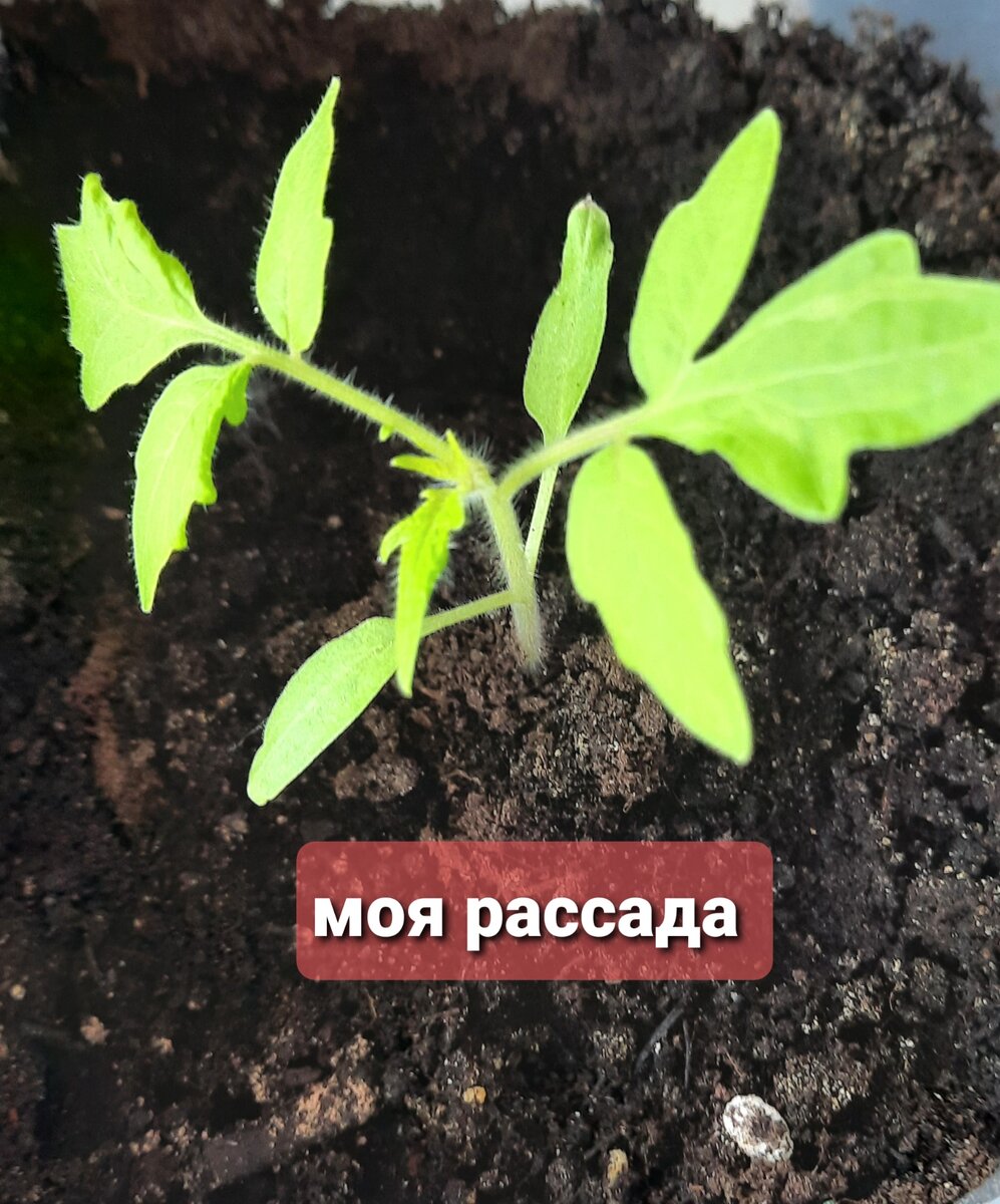 Просто моя рассада