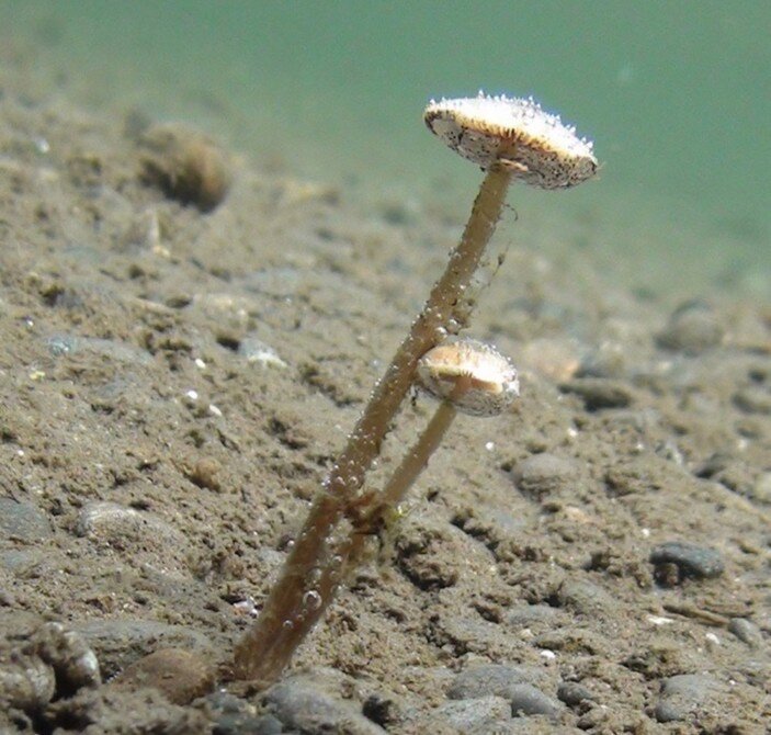 Хруплянка водная (Psathyrella aquatica)