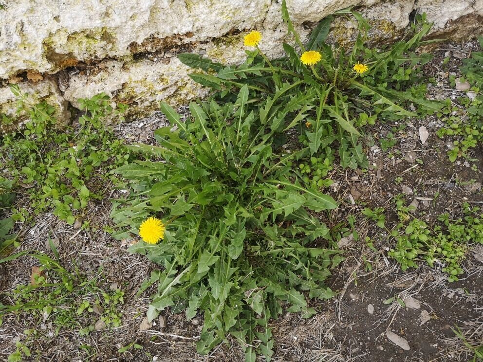 Впервые в этом году увидела цветущие одуванчики у старинной стены.
