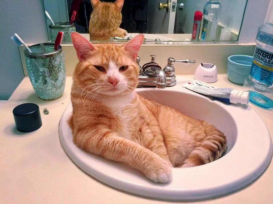 Котик в ванне. Коты в раковине. Кот в ванне. Кот в умывальнике. Рыжий кот в ванной.