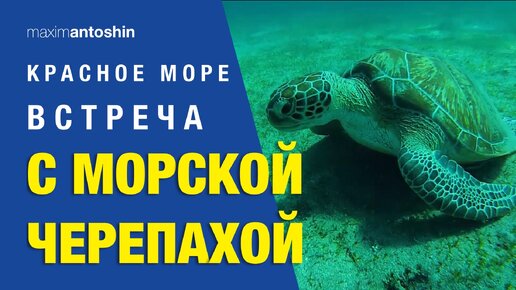 Красное море. Марса Алам. Встреча с морской черепахой