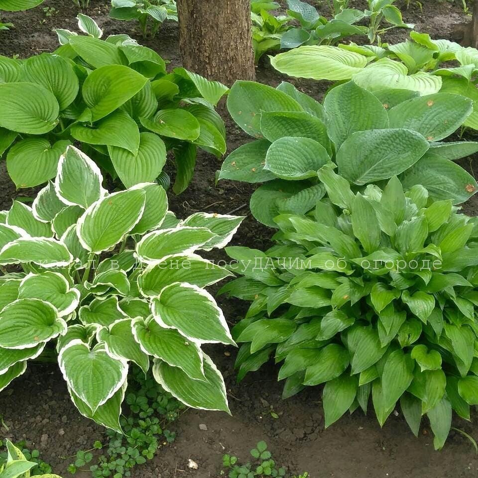 Не спорю, хосты красивы, но далеко не так неприхотливы, как их описывают некоторые цветоводы