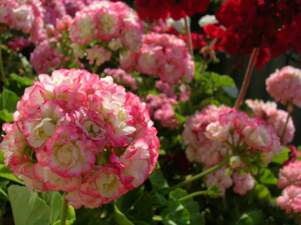 Великолепная пеларгония Apple Blossom Rosebud. Уход за пеларгонией в  домашних условиях | Герань Пеларгония | Дзен