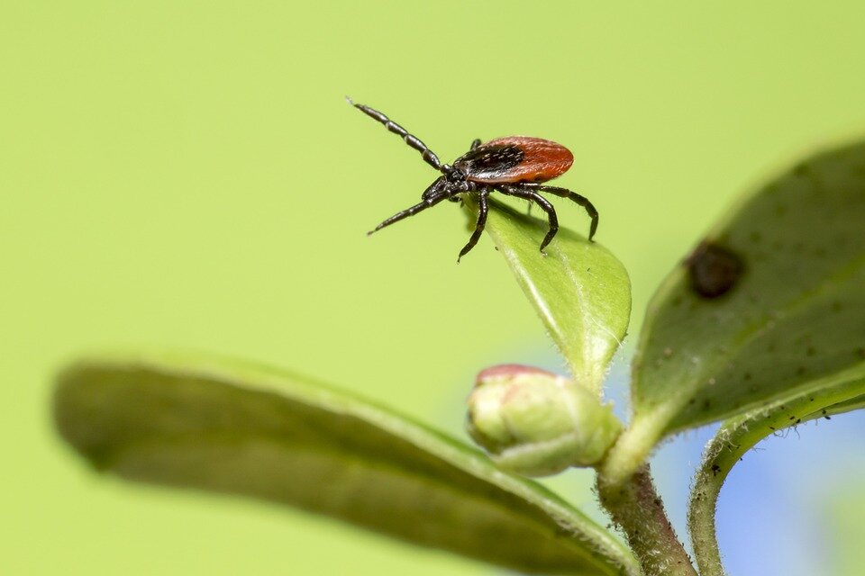 Фото: pixabay.com