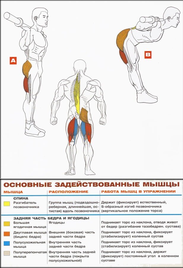 Поясница гантели