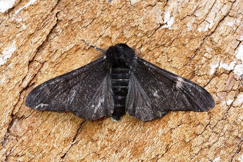 Biston betularia morpha carbonaria.