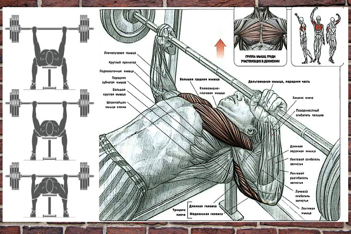 Анатомия тренировок. Фредерик Делавье жим лежа. Жим лежа схема тренировок. Схема жима штанги лежа. Жим штанги лежа анатомия.