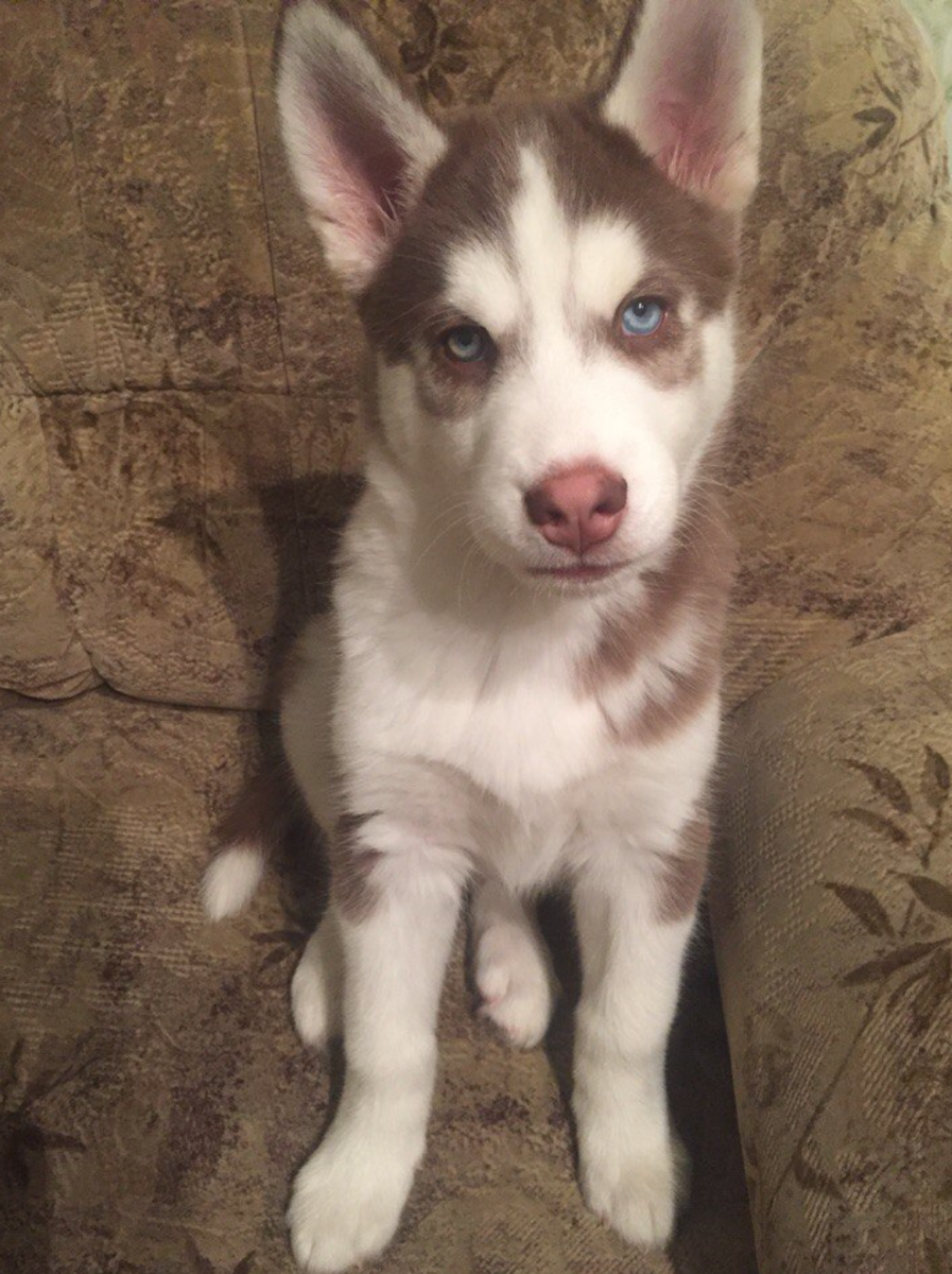 щенок хаски, малыш хаски, фото из архива автора