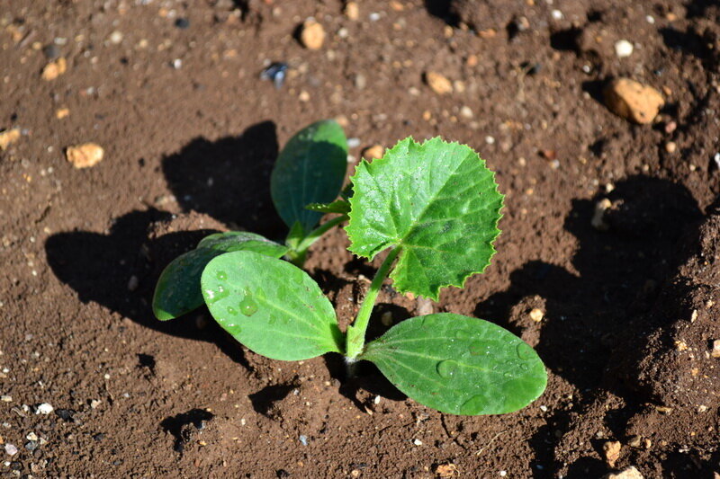 Иллюстрация для статьи используется по стандартной лицензии ©dachnyedela.ru