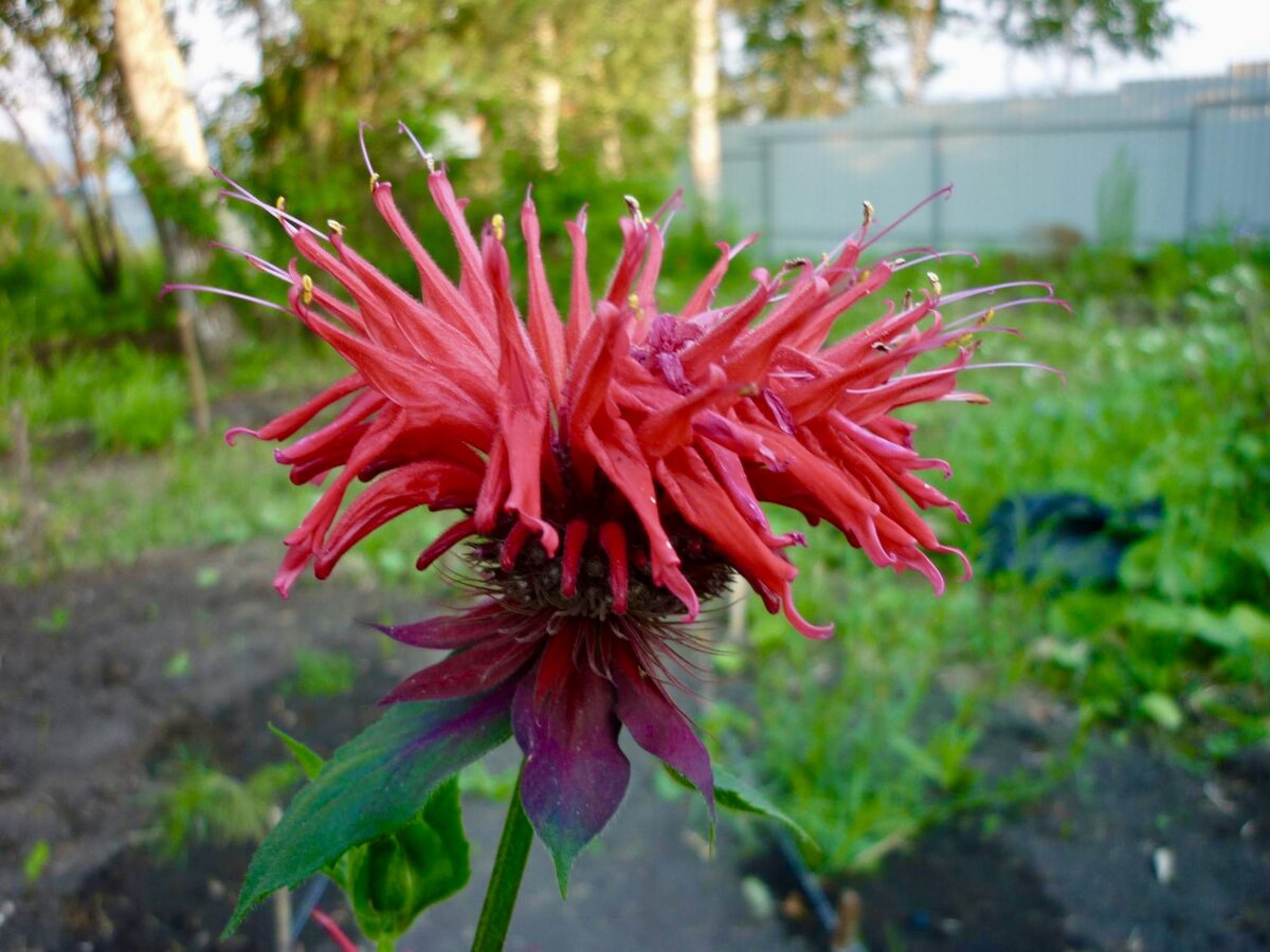 Монарда, он же бергамот! Медонос! Хороша как добавка в чай! 