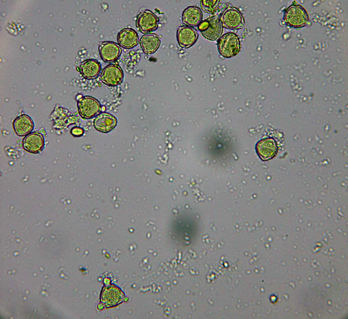 Пыльца плюща обыкновенного (Hedera helix) в пробе краснодарского смешанного меда  (фото Р.Г. Курманова)