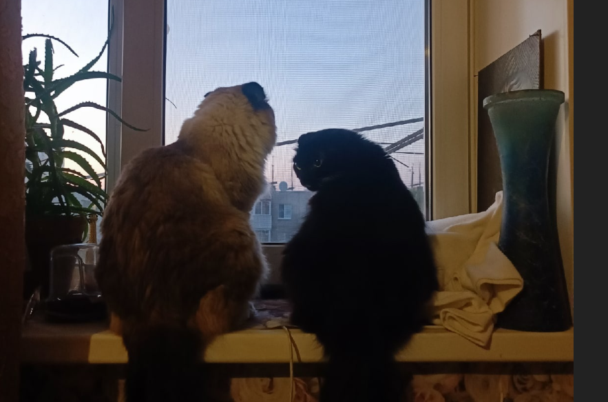 Фото автора. Зефир и Лапа, 05.08.2022.