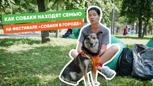 Как собаки находят семью на фестивале?